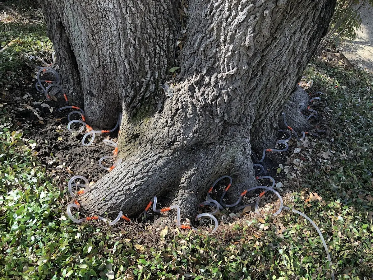 Detailed Shrub and Hedge Trimming job site in Nocona