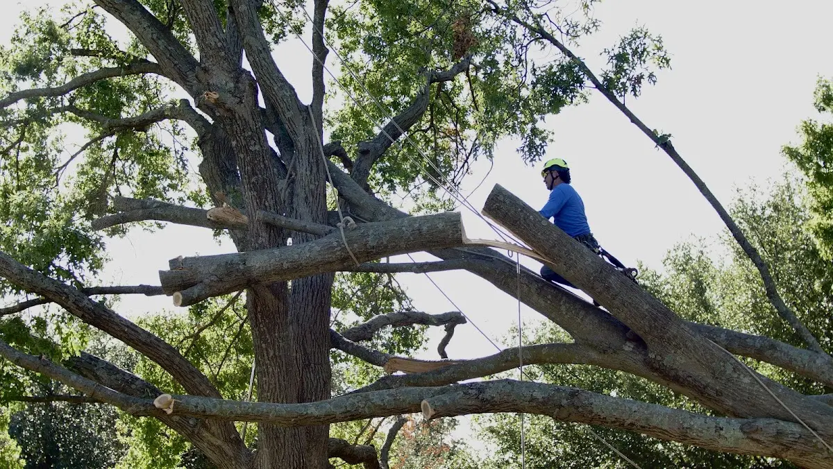 Professional Crown Thinning performed by certified arborists in Nocona